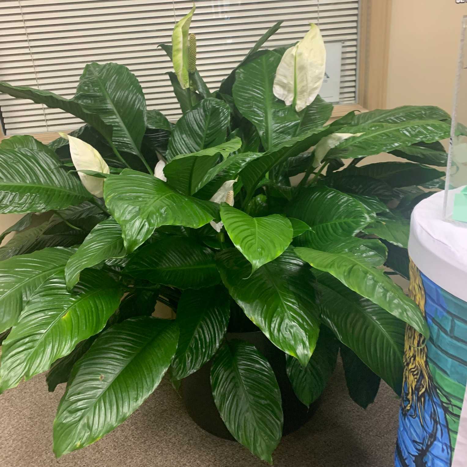 Interior Office Plant Care